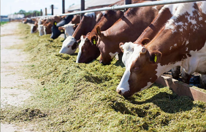 Mercuri (ACI agroalimentare) interviene a convegno OP Azove, urgente rilanciare carne italiana con cabina di regia 