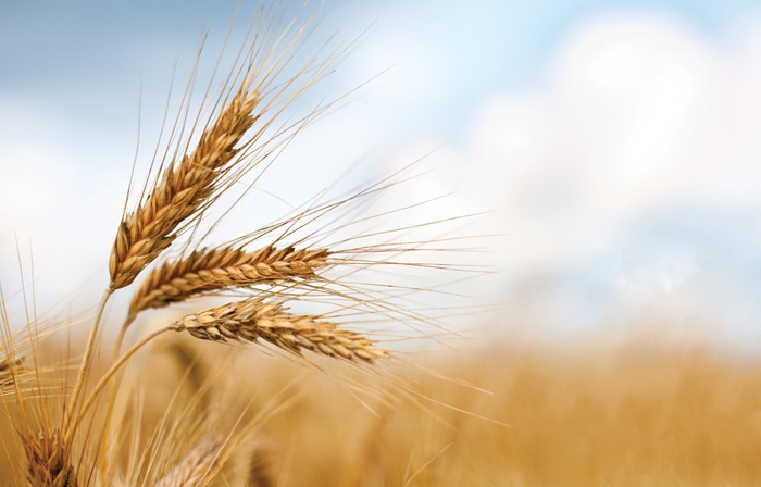 Mercuri, prioritario Piano Nazionale settore cerealicolo. Marcellini, fondamentale sostegno del Mipaaf